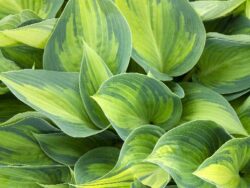 Hosta, June