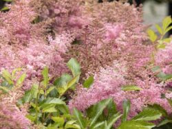 Astible, Wonderful Day