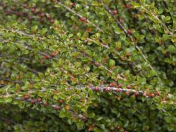 Cotoneaster, Tom Thumb Cranberry
