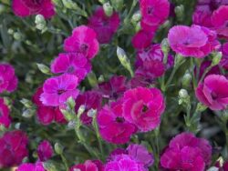 Dianthus,  Delilah™ Magenta