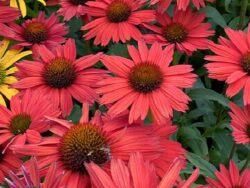 Coneflower, Kismet® Red