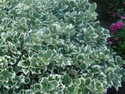 Wintercreeper, Emerald Gaiety