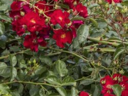 Rose,  Flower Carpet® Scarlet