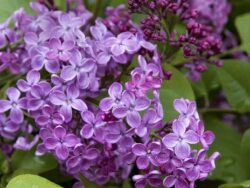 Lilac, Pocahontas Canadian