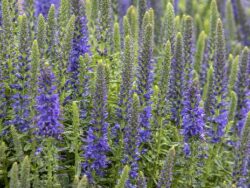 Veronica, Vespers™ Blue