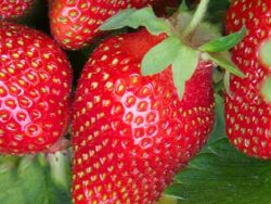 Strawberry, Eversweet