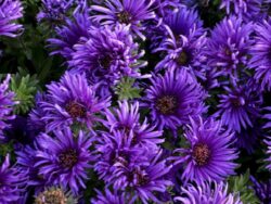 Aster, Grape Crush New England