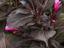 Weigela, Coco Chill™