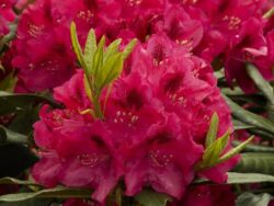 Rhododendron, Nova Zembla