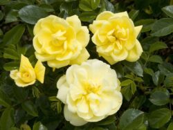 Rose, Flower Carpet® Yellow