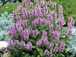 Catmint, Pink Cat