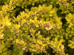 Barberry, Sunsation