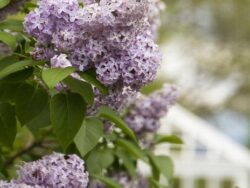 Lilac, Common Purple