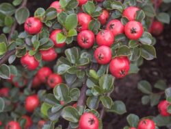 Cotoneaster, Cranberry