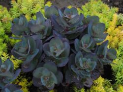 Sedum, SunSparkler® Blue Pearl