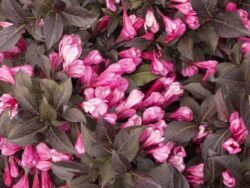 Weigela, Coco Krunch®