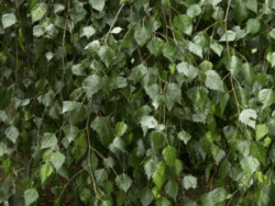 Birch, Weeping Young's