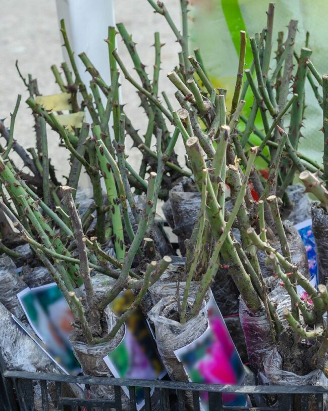 HEADER Bare Root Care