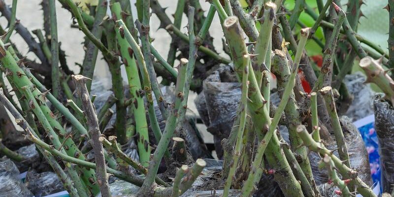 HEADER Bare Root Care