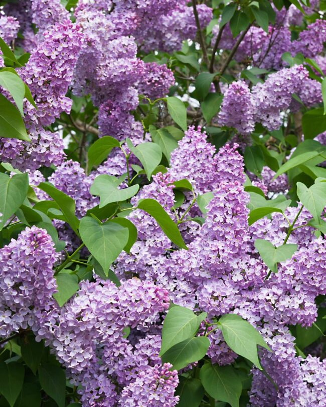 HEADER Precision Pruning