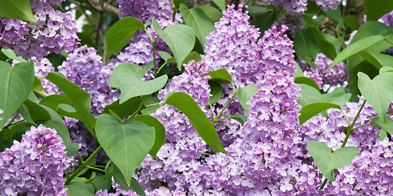 HEADER Precision Pruning