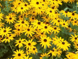 Rudbekia, Golstrum - Yellow