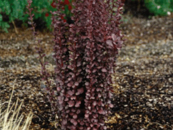 Barberry, Helmond Pillar Japanese
