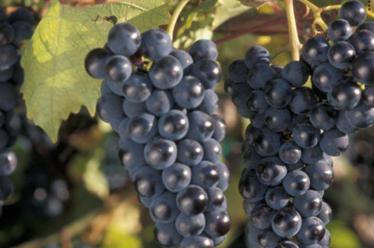 Grape, Marquette A+ Garden Center Duluth, Minnesota Plants, Trees