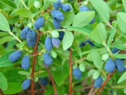 Honeyberry, Cinderella