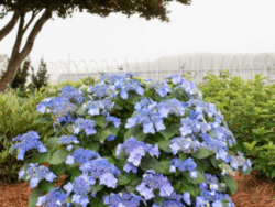 Hydrangea, Pop Star Bigleaf