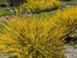 Ninebark, First Editions Lucky Devil