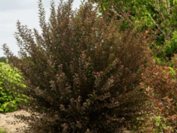 Ninebark, First Editions Spicy Devil