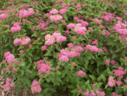 Spirea, First Editions® Superstar™