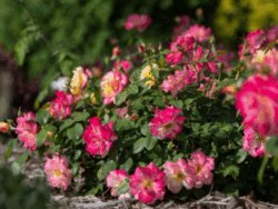 Rose, First Editions® Above Campfire