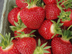 Strawberry, Cavendish