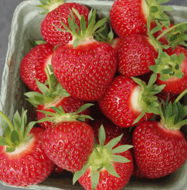 Strawberry, Cavendish