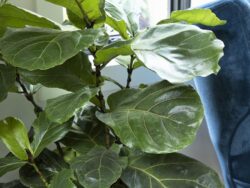 Ficus, Assorted (Fig)