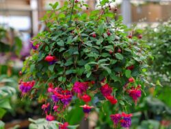 Fuchsia
