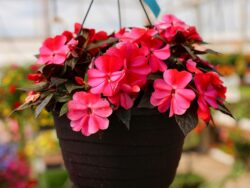 Impatiens