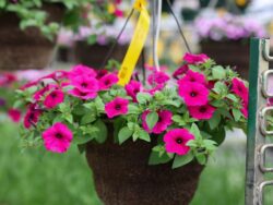 Petunia