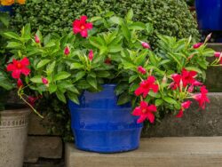 Mandevilla, Assorted