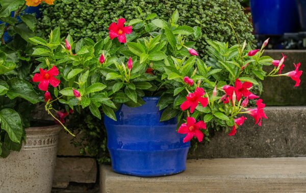 Mandevilla, Assorted