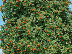Mountain Ash, European
