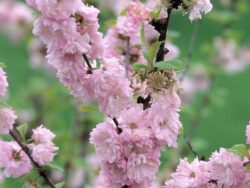 Plum, Double Flowering