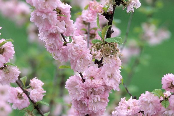 Plum, Double Flowering - A+ Garden Center | Duluth, Minnesota | Plants ...