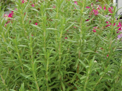 Rosemary, Spice Island