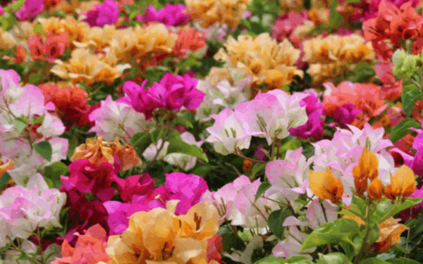 Bougainvillea, Assorted