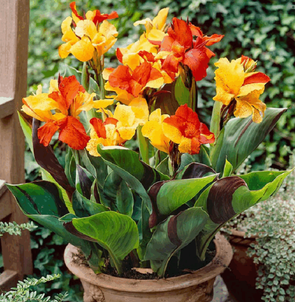 Canna, Cleopatra