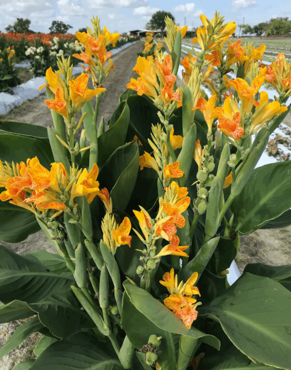 Canna, Tenerife