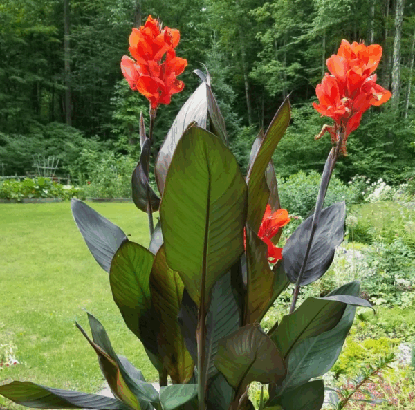 Canna, Classic Orange